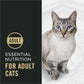 High Protein Chicken Rice Cat Food with Probiotics