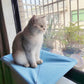 Hanging Window Cat Hammock Bed with Climbing Frame