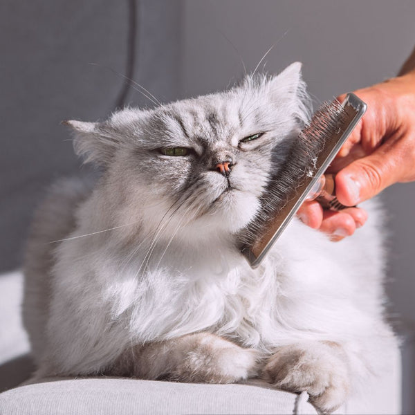 Cat being groomed with a comb by a person on a neutral background