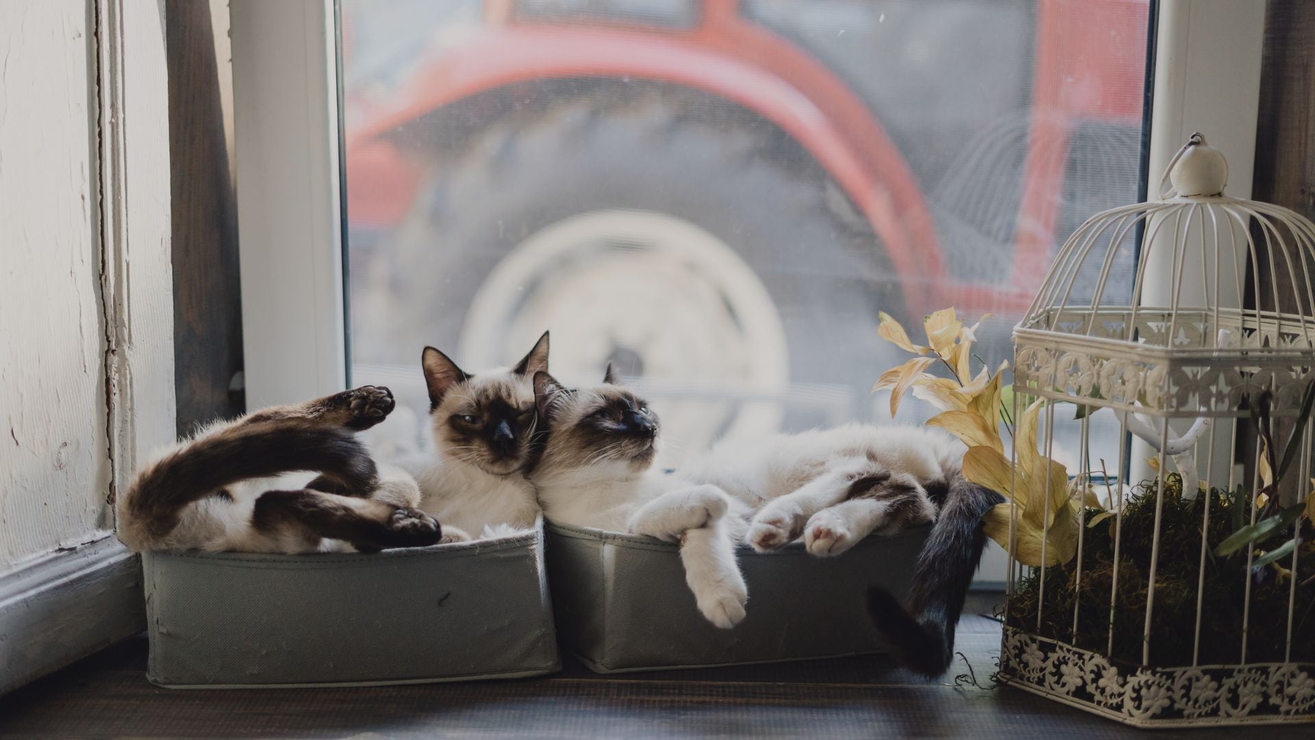 Cat lying on a pet bed by a window with a birdcage and plant in the foreground