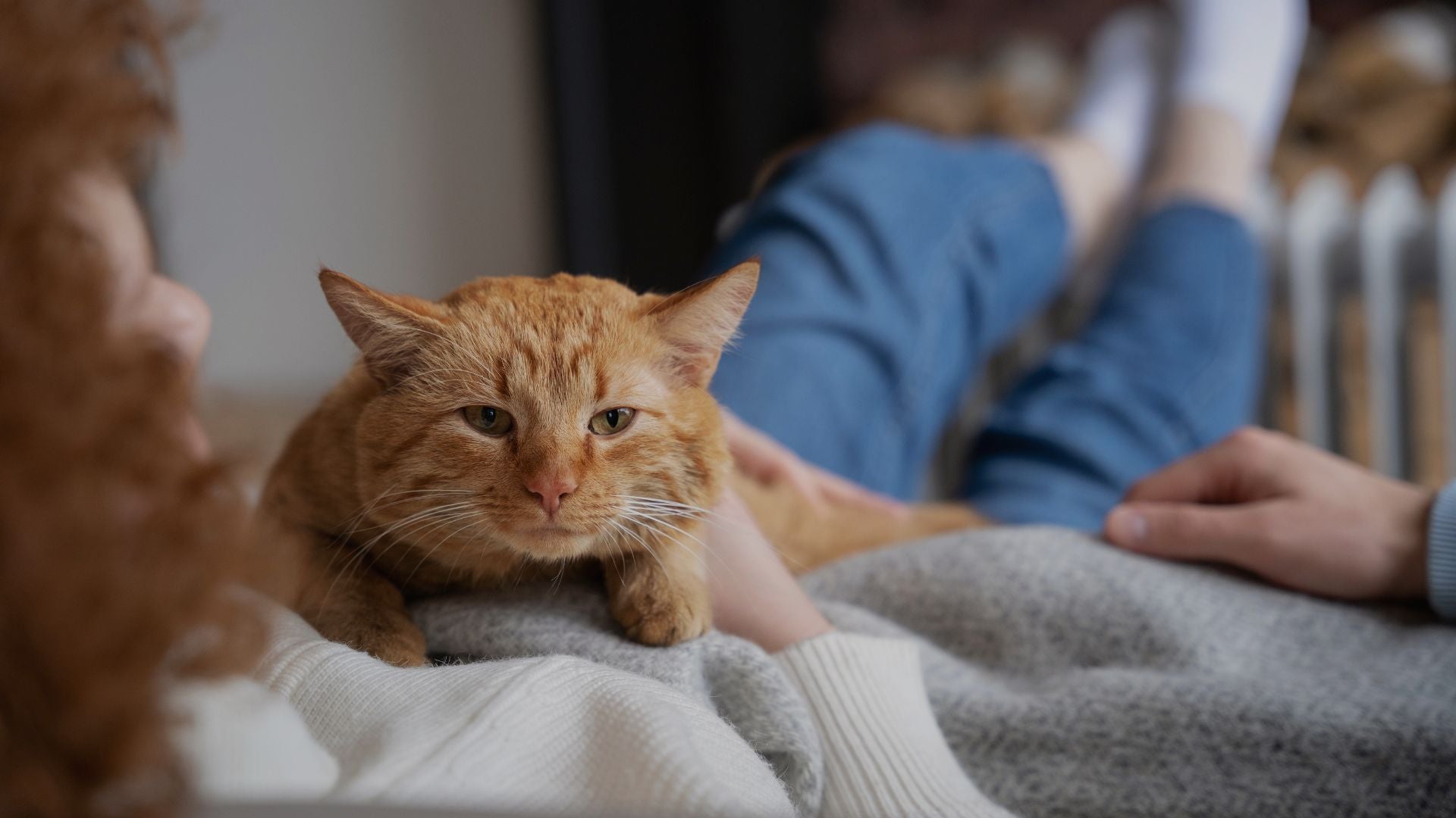 Orange cat sitting on a person's lap with a blurred background