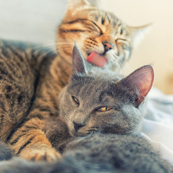 Two cats, one tabby and one gray, lying close together with a blurred background.