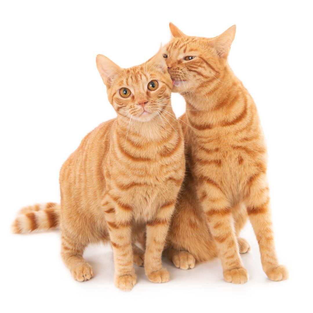 Two orange cats standing close together on a white background